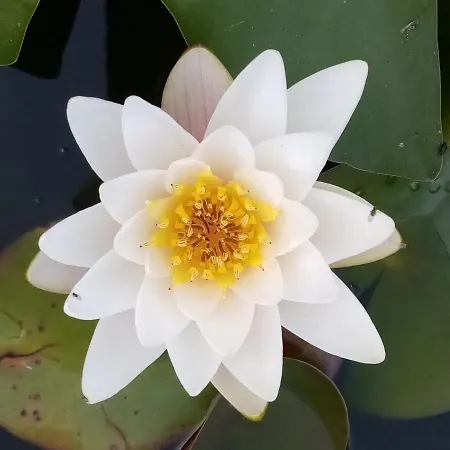 La Vie En Rose B&B 3*