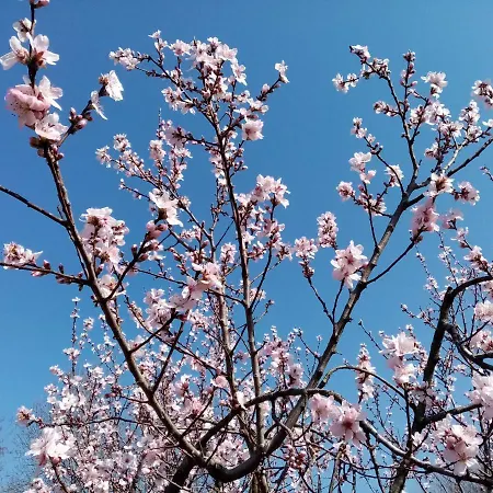 La Vie En Rose Buia