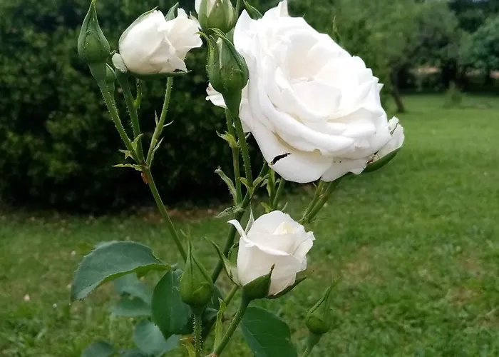 La Vie En Rose Panzió